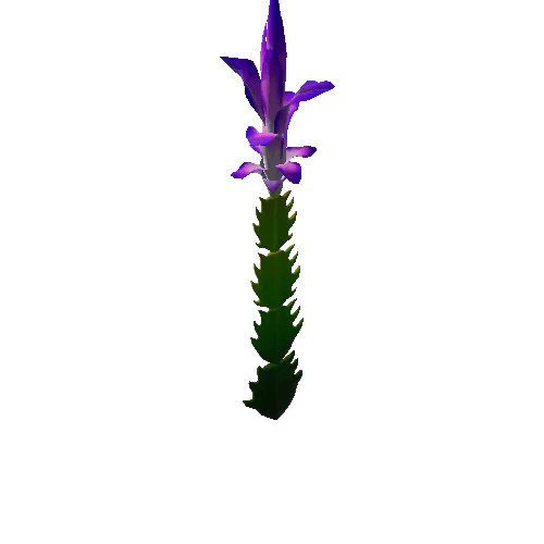 Flower Christmas Cactus4. 1